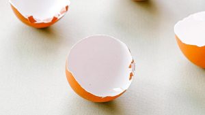 An arrangement of eggshells on a white background.